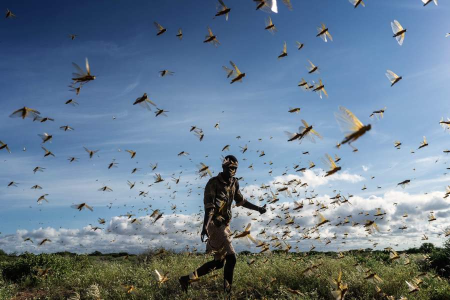 Нашествие саранчи в Африке