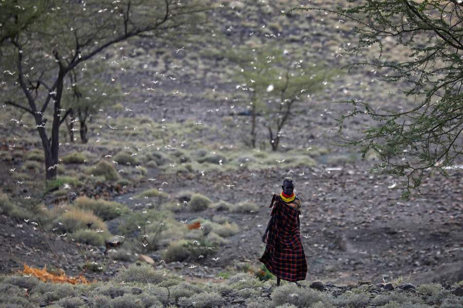 Нашествие саранчи в Африке