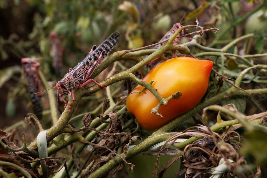 Нашествие саранчи в Африке