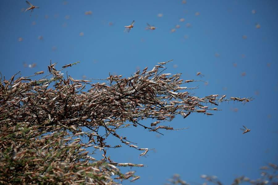 Нашествие саранчи в Африке