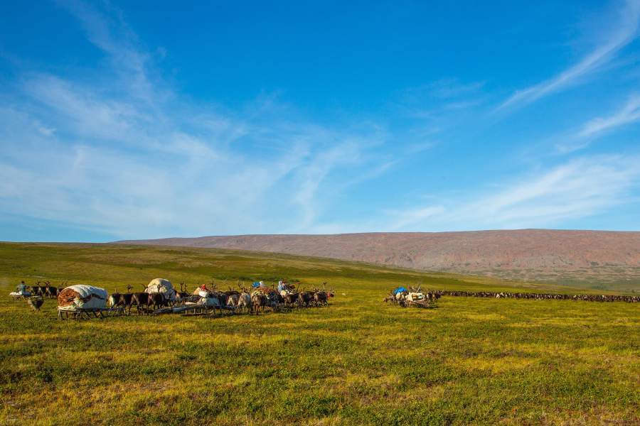 Летняя стоянка оленеводов (Ямал)