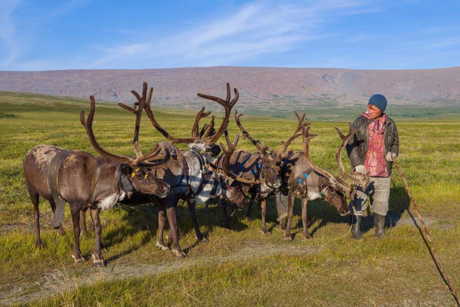 Летняя стоянка оленеводов (Ямал)
