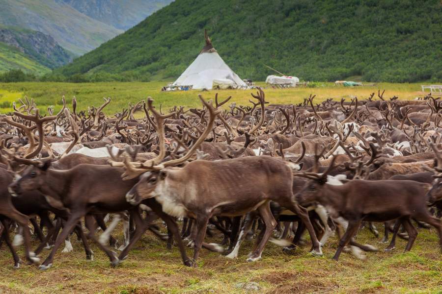 Летняя стоянка оленеводов (Ямал)