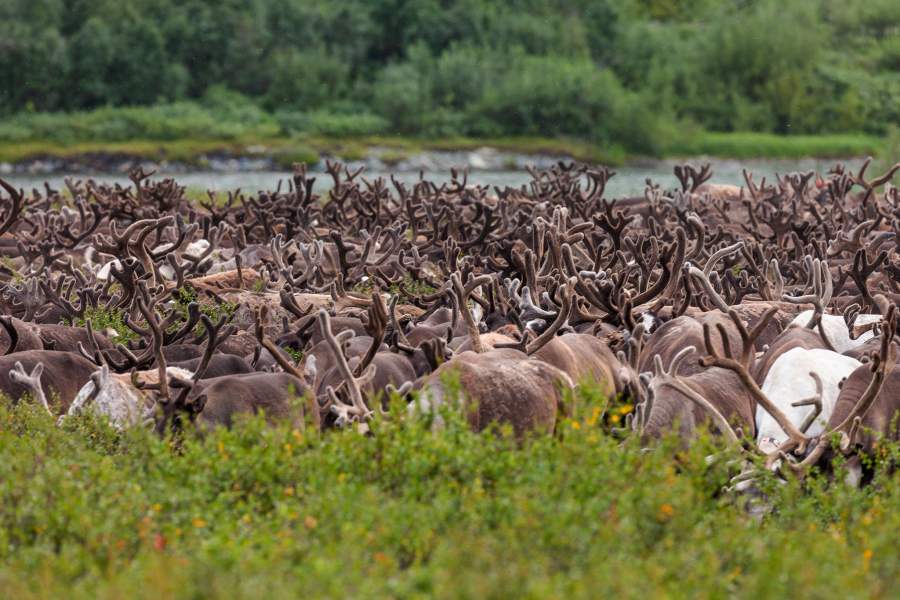 Летняя стоянка оленеводов (Ямал)