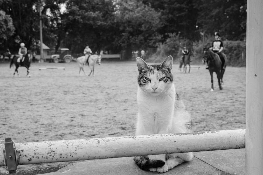 Московский ипподром