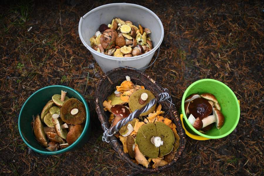 Сбор грибов в селе Юрт-Акбалык