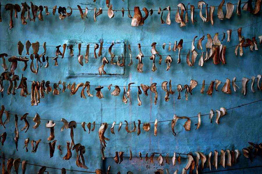 Сбор грибов в селе Юрт-Акбалык