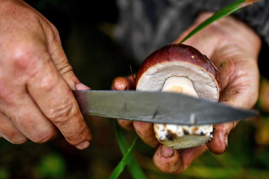 Сбор грибов в селе Юрт-Акбалык