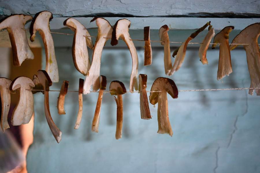 Сбор грибов в селе Юрт-Акбалык