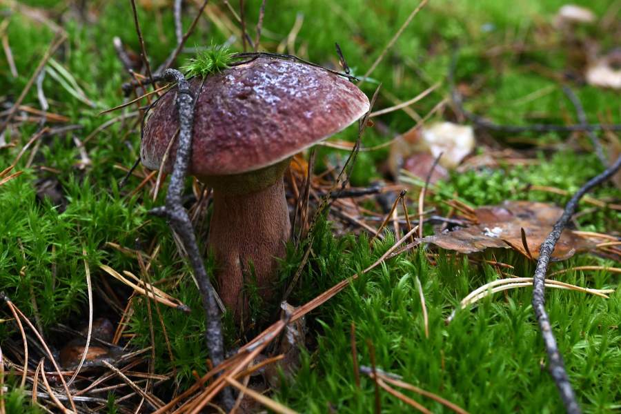 Сбор грибов в селе Юрт-Акбалык