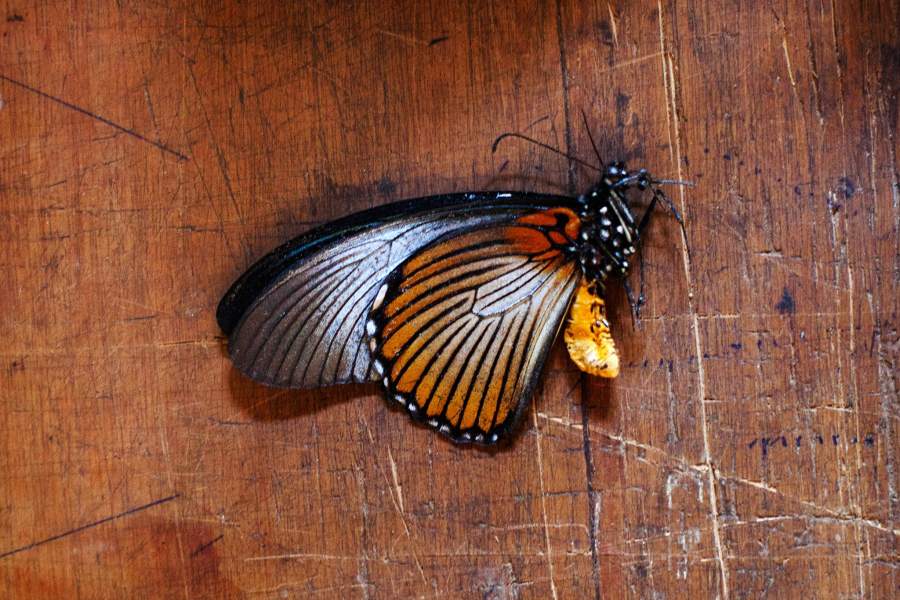 Техника крылья бабочки