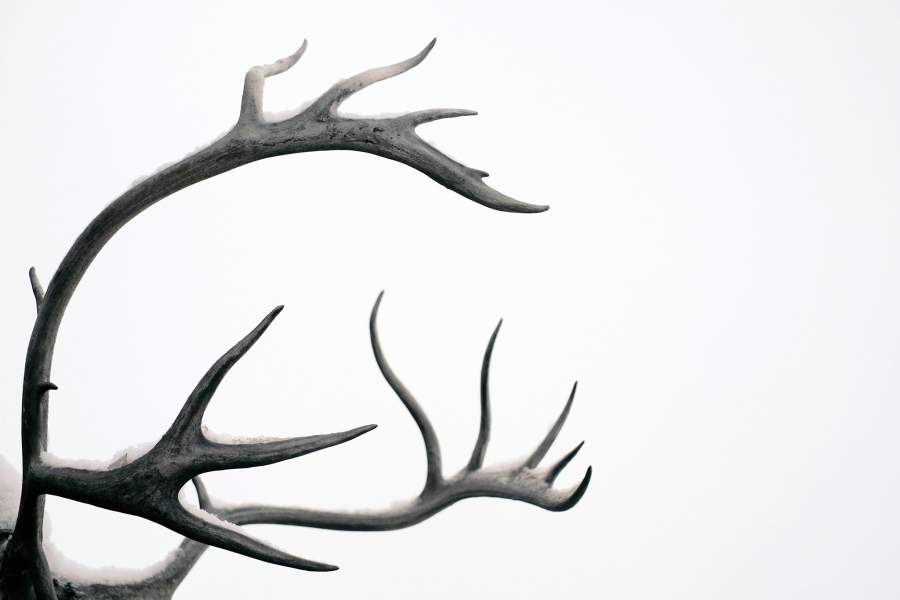 Кочевники цаатане 