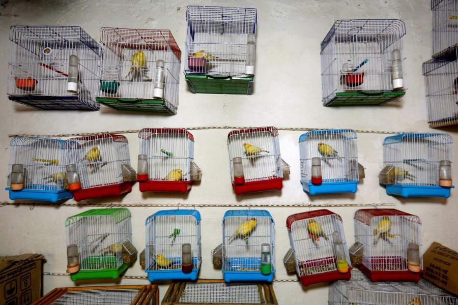 Птичий рынок в Кабуле