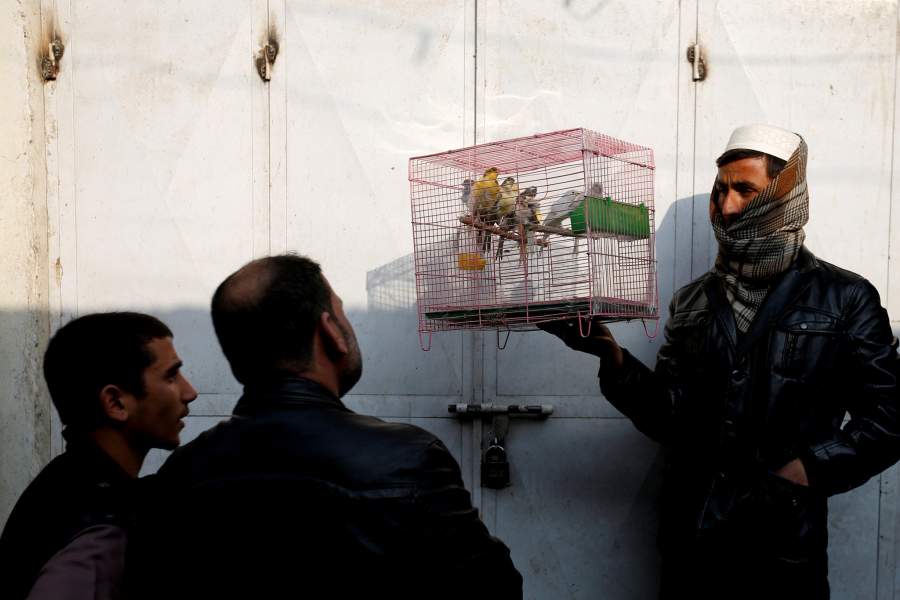 Птичий рынок в Кабуле