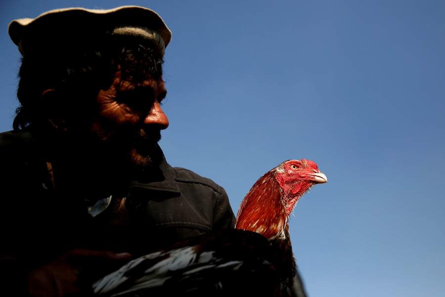 Птичий рынок в Кабуле