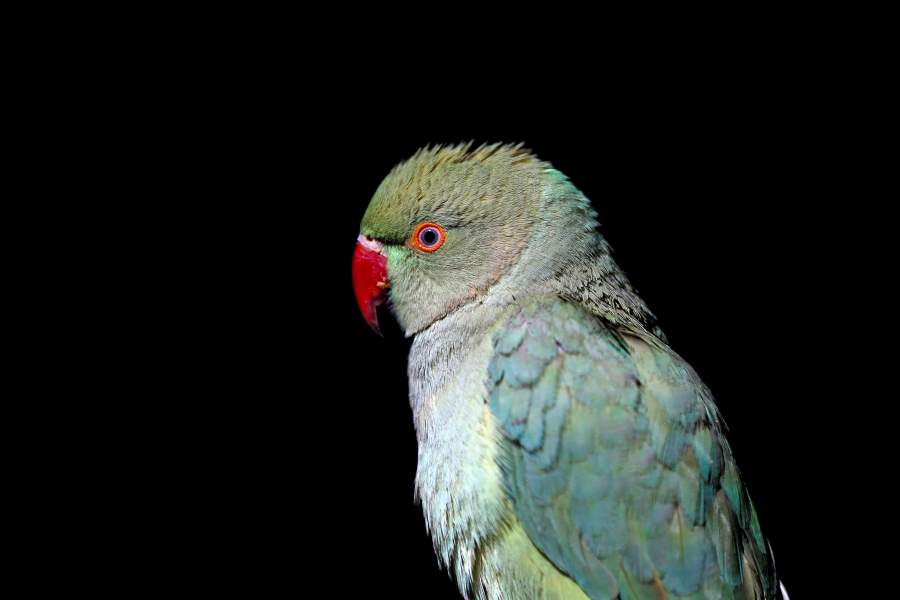 Птичий рынок в Кабуле