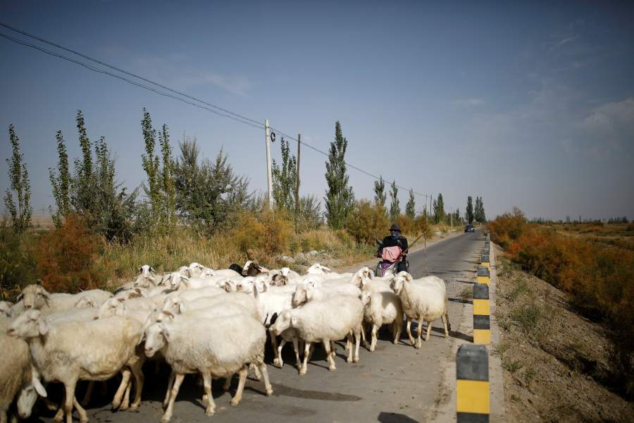 Пастух на скутере