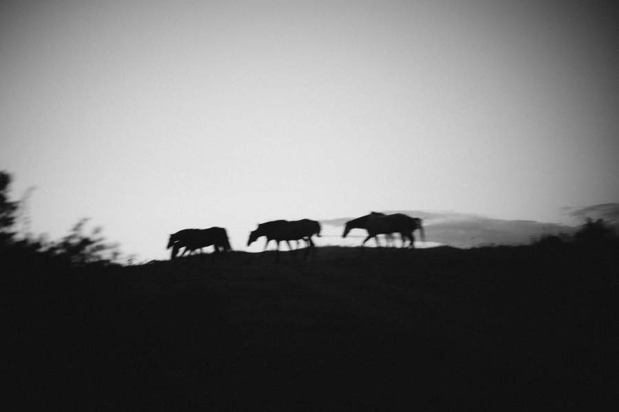 Лошади у мыса.