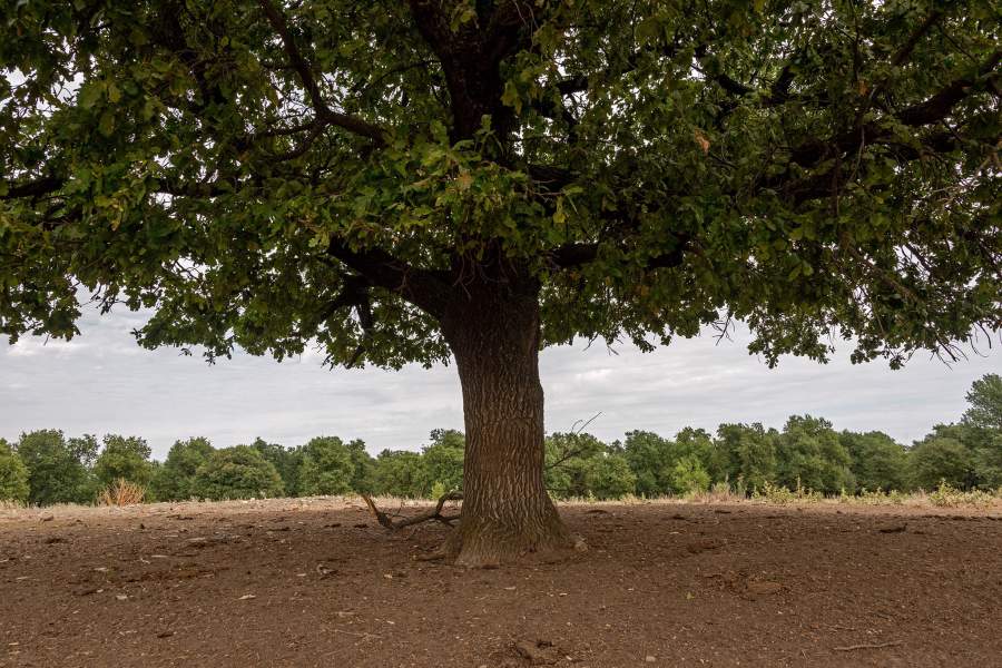 Реликтовый дуб