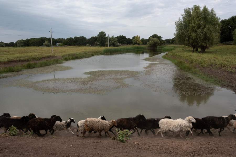 На улице повсюду домашний скот на выгуле: овцы, коровы, свиньи