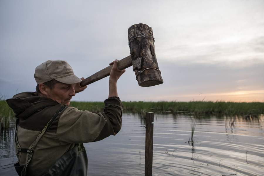 Вбивая огромным деревянным молотом самодельную стойку для геодезического прибора, Алексей и Андрей перемещаются от гнезда к гнезду.
