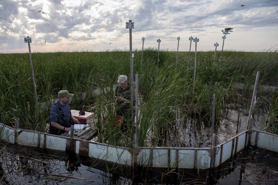 Гнезда чаек.