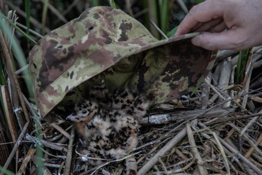 Птенцы в шляпке.