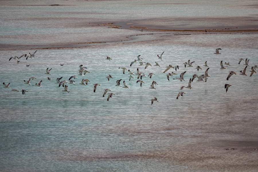 Чайки на озере золоотвала Новосибирской ТЭЦ 3