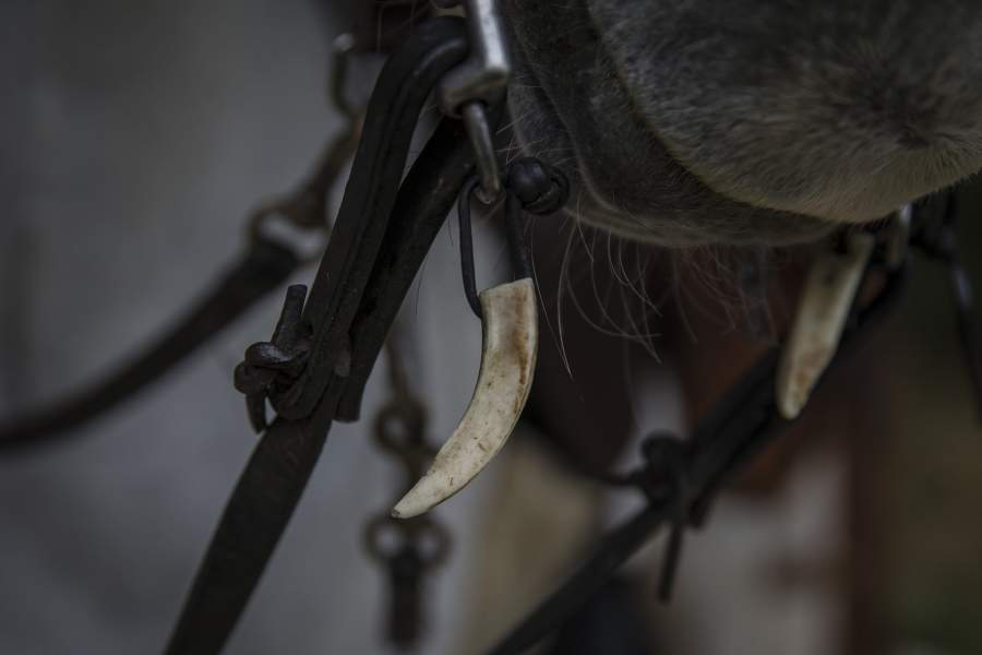  Кортес, лошадь швейцарского / итальянского паломника Клаудио Модола, готовится к дневной поездке.