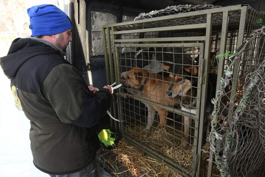 сотрудник и собаки