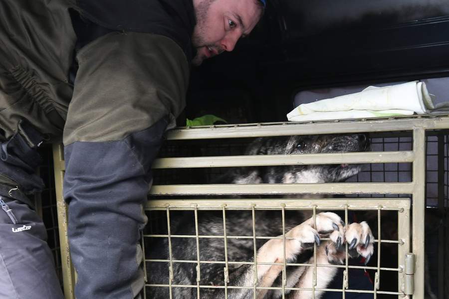 Сотрудник общественной благотворительной организации "Бездомный пёс"