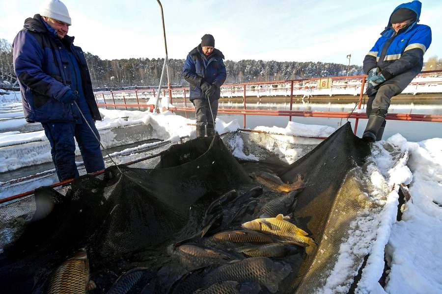 Сотрудники поднимают сеть с карпами на рыбной ферме ООО "Назаровское рыбное хозяйство" в окрестностях деревни Назарово Красноярского края