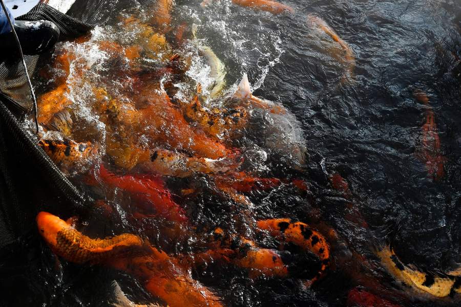 Сотрудники поднимают сеть с японскими карпами кои на рыбной ферме ООО "Назаровское рыбное хозяйство" в окрестностях деревни Назарово Красноярского края