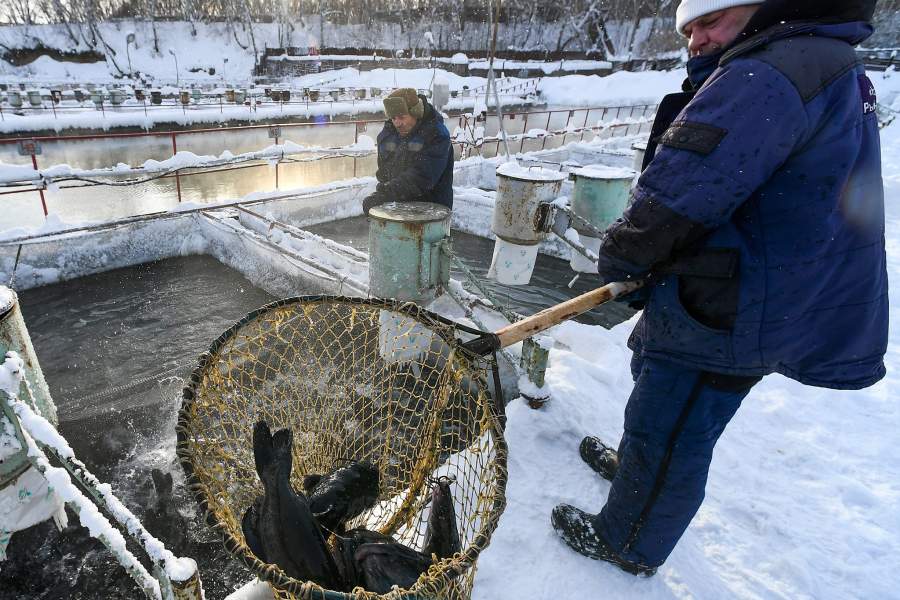 Сотрудник поднимают сачок с сомами на рыбной ферме ООО "Назаровское рыбное хозяйство" в окрестностях деревни Назарово Красноярского края