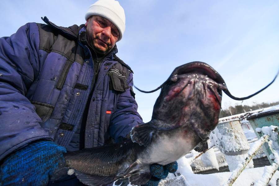 Сотрудник держит пойманного на продажу сома на рыбной ферме ООО "Назаровское рыбное хозяйство" в окрестностях деревни Назарово Красноярского края