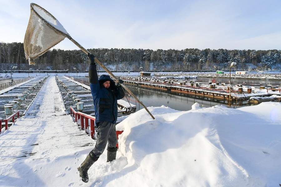 Сотрудник берёт сачок для ловли рыбы на рыбной ферме ООО "Назаровское рыбное хозяйство" в окрестностях деревни Назарово Красноярского края