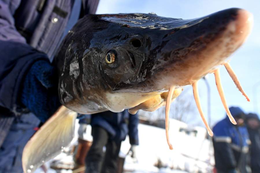 Сотрудник держит пойманного осетра на рыбной ферме ООО "Назаровское рыбное хозяйство" в окрестностях деревни Назарово Красноярского края