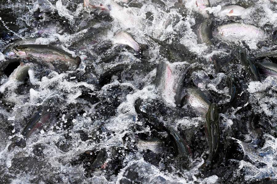 Форель на рыбной ферме ООО "Назаровское рыбное хозяйство" в окрестностях деревни Назарово Красноярского края