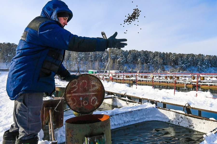 Сотрудник бросает корм для форели на рыбной ферме ООО "Назаровское рыбное хозяйство" в окрестностях деревни Назарово Красноярского края