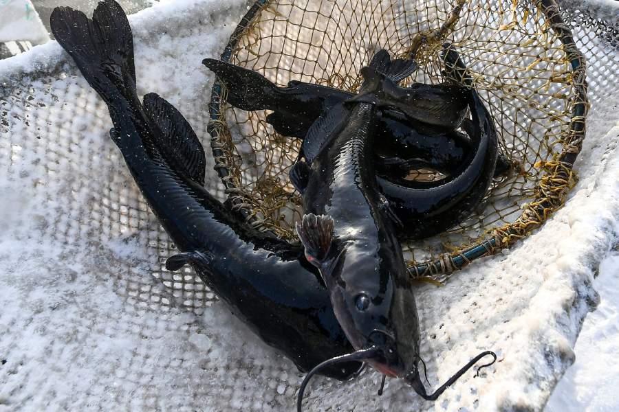 Сомы, пойманные на рыбной ферме ООО "Назаровское рыбное хозяйство" в окрестностях деревни Назарово Красноярского края