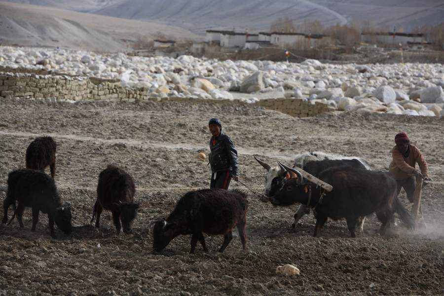 крестяне возделывают почву. Удивительно, но даже на такой высоте и в таких условиях что-то удаётся выращивать. Но многое зависит от погоды, и воды. Если год засушливый, урожай будет небогатым