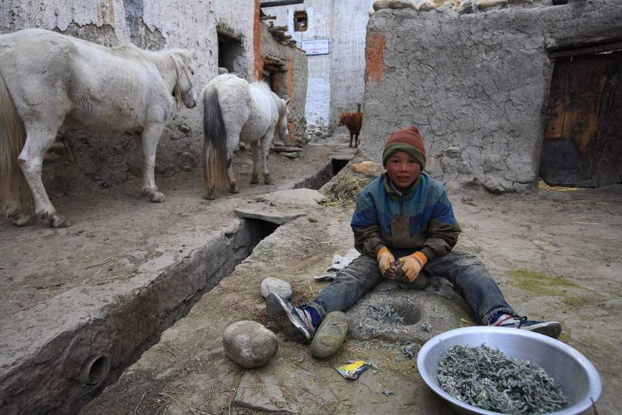 Ло Монтанг. Прямо на улице мальчик толчёт в ступе траву для приправы. Почему это не делают дома? Возможно там просто нет места. Но то, что углубление установлено прямо на улице говорит о том, что здесь мелют постоянно и много