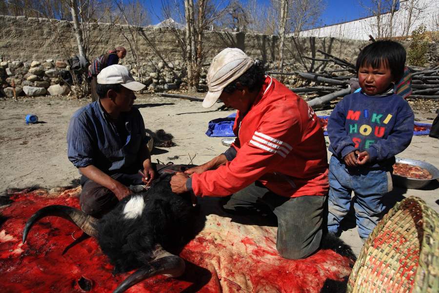 Разделка туши яка. Как бы в Непале ни говорили, что время каст ушло, это не так. Чтобы разделать яка, приглашают людей самой низшей касты. Лама или учитель не могут этим заниматься, не позволяет кастовая система. И если у человека есть як, он идёт к тем, кто может его разделывать и договаривается о цене за работу. Либо деньги, либо какие-то куски животного, чаще всего потроха