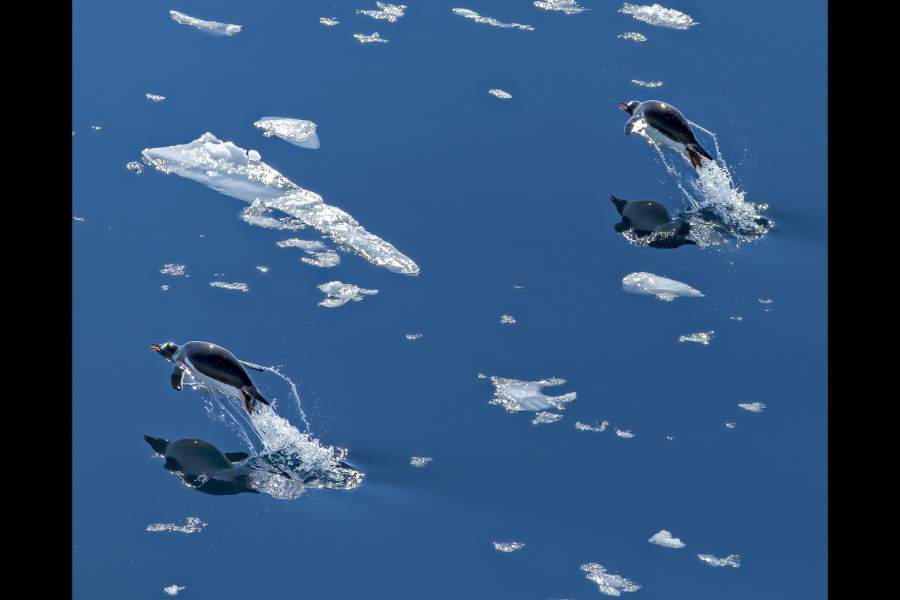 работы международного конкурса имени Джеймса Френсиса Харли