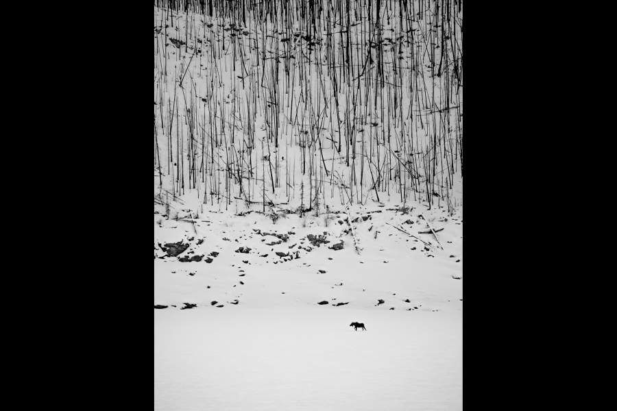 работы международного конкурса имени Джеймса Френсиса Харли