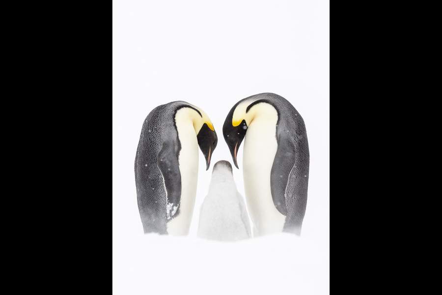 работы международного конкурса имени Джеймса Френсиса Харли