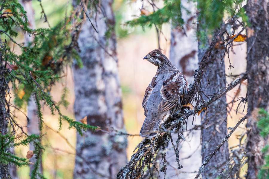Рябчик в осеннем лесу