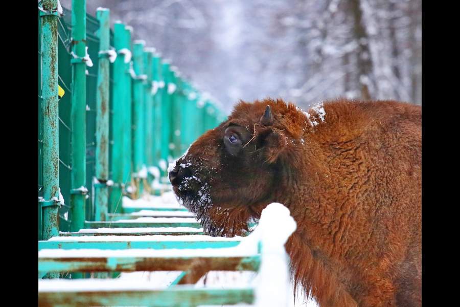 Зубрица смотрит сквозь ограждение в зубровом питомнике Приокско-Террасного заповедника