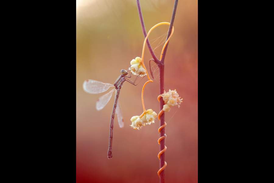 Небольшая стрекоза зацепилась за цветочки вьющегося растения, обвившего сухостой