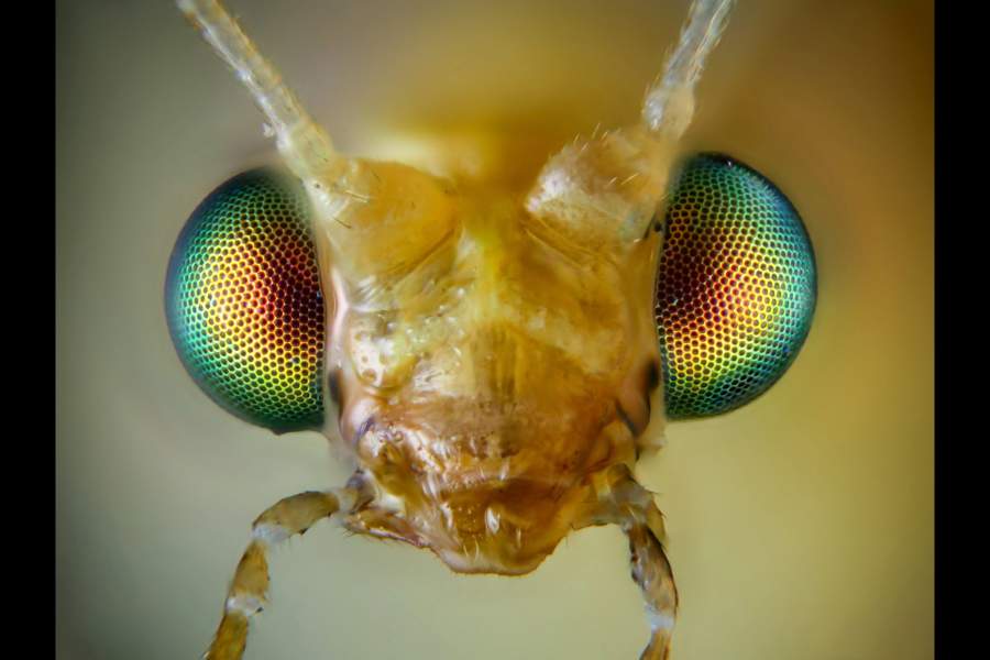 Обыкновенная златоглазка(Chrysoperla carnea) - вид златоглазок распространенный а Европе, Азии, Америке, длинной тела 10 мм. Фото является результатом фокусного стекинга около ста кадров